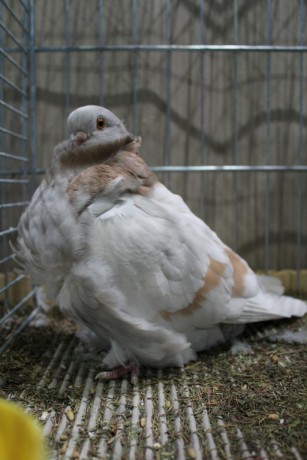 Cinsky holub, chinese owl pigeon, Chinesentaube 130 Lipsia 2017