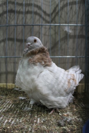 Cinsky holub, chinese owl pigeon, Chinesentaube 131 Lipsia 2017