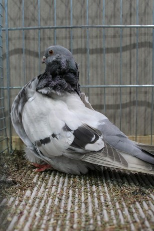 Cinsky holub, chinese owl pigeon, Chinesentaube 133 Lipsia 2017