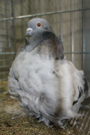 Cinsky holub, chinese owl pigeon, Chinesentaube 134 Lipsia 2017
