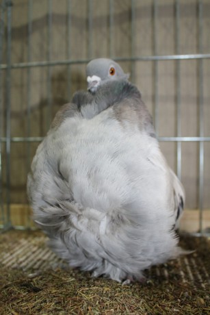 Cinsky holub, chinese owl pigeon, Chinesentaube 135 Lipsia 2017