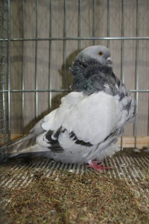 Cinsky holub, chinese owl pigeon, Chinesentaube 136 Lipsia 2017