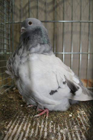 Cinsky holub, chinese owl pigeon, Chinesentaube 137 Lipsia 2017
