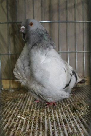 Cinsky holub, chinese owl pigeon, Chinesentaube 138 Lipsia 2017