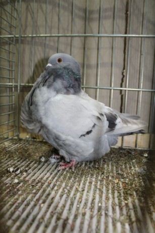 Cinsky holub, chinese owl pigeon, Chinesentaube 142 Lipsia 2017