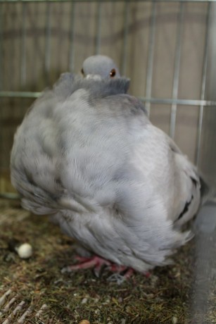 Cinsky holub, chinese owl pigeon, Chinesentaube 144 Lipsia 2017
