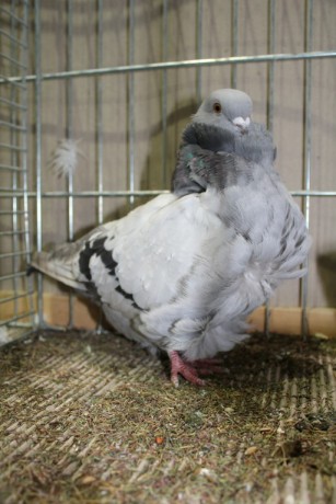 Cinsky holub, chinese owl pigeon, Chinesentaube 148 Lipsia 2017