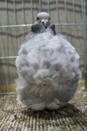 Cinsky holub, chinese owl pigeon, Chinesentaube 149 Lipsia 2017