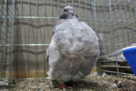 Cinsky holub, chinese owl pigeon, Chinesentaube 150 Lipsia 2017