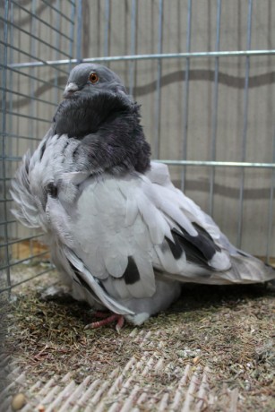 Cinsky holub, chinese owl pigeon, Chinesentaube 152 Lipsia 2017