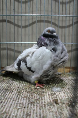 Cinsky holub, chinese owl pigeon, Chinesentaube 153 Lipsia 2017