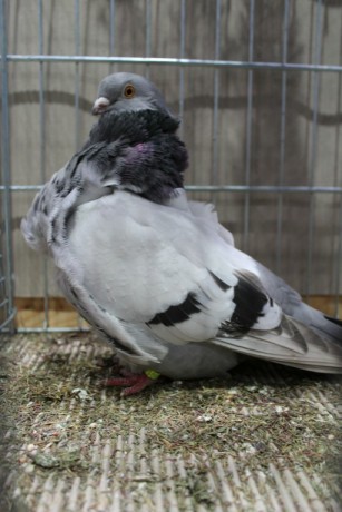 Cinsky holub, chinese owl pigeon, Chinesentaube 154 Lipsia 2017