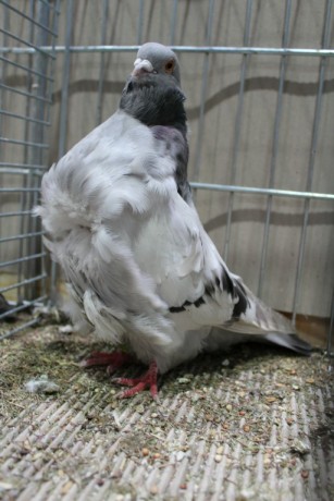 Cinsky holub, chinese owl pigeon, Chinesentaube 155 Lipsia 2017