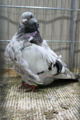 Cinsky holub, chinese owl pigeon, Chinesentaube 156 Lipsia 2017