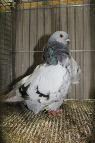 Cinsky holub, chinese owl pigeon, Chinesentaube 157 Lipsia 2017