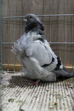 Cinsky holub, chinese owl pigeon, Chinesentaube 160 Lipsia 2017