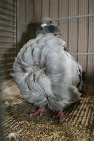 Cinsky holub, chinese owl pigeon, Chinesentaube 161 Lipsia 2017