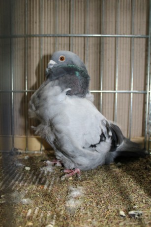 Cinsky holub, chinese owl pigeon, Chinesentaube 163 Lipsia 2017