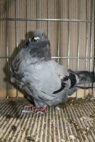 Cinsky holub, chinese owl pigeon, Chinesentaube 165 Lipsia 2017