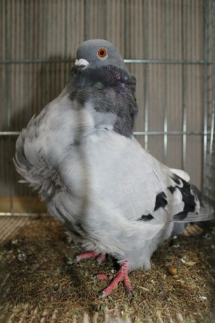 Cinsky holub, chinese owl pigeon, Chinesentaube 166 Lipsia 2017