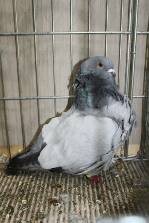 Cinsky holub, chinese owl pigeon, Chinesentaube 172 Lipsia 2017