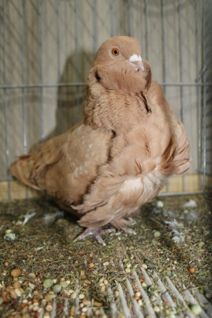 Cinsky holub, chinese owl pigeon, Chinesentaube 173 Lipsia 2017