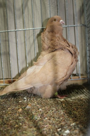 Cinsky holub, chinese owl pigeon, Chinesentaube 177 Lipsia 2017