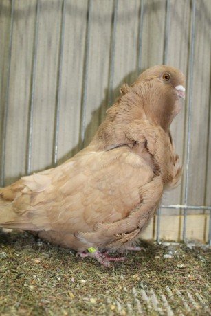 Cinsky holub, chinese owl pigeon, Chinesentaube 183 Lipsia 2017