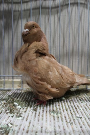 Cinsky holub, chinese owl pigeon, Chinesentaube 184 Lipsia 2017