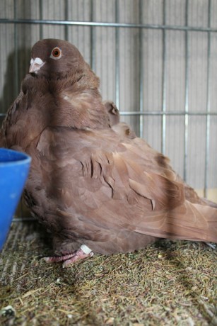 Cinsky holub, chinese owl pigeon, Chinesentaube 185 Lipsia 2017