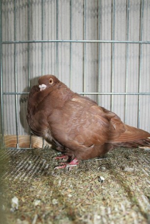 Cinsky holub, chinese owl pigeon, Chinesentaube 187 Lipsia 2017