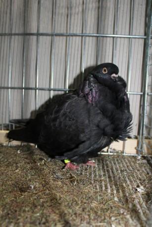 Cinsky holub, chinese owl pigeon, Chinesentaube 189 Lipsia 2017