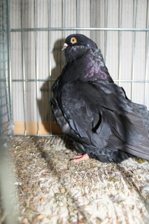 Cinsky holub, chinese owl pigeon, Chinesentaube 193 Lipsia 2017