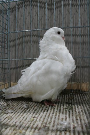 Cinsky holub, chinese owl pigeon, Chinesentaube 199 Lipsia 2017