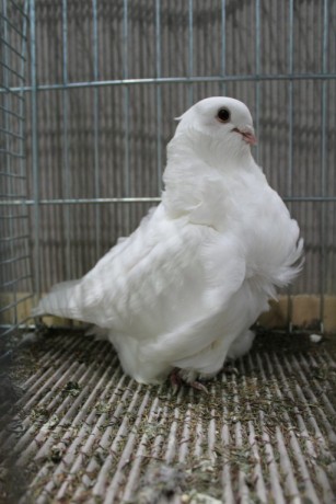 Cinsky holub, chinese owl pigeon, Chinesentaube 205 Lipsia 2017