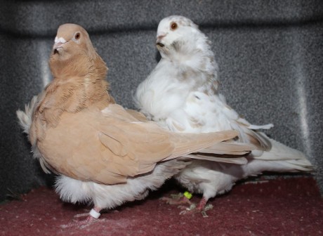 cinsky holub chovne pary 02