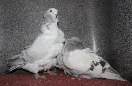 cinsky holub chovne pary 03