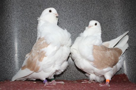cinsky holub chovne pary 05