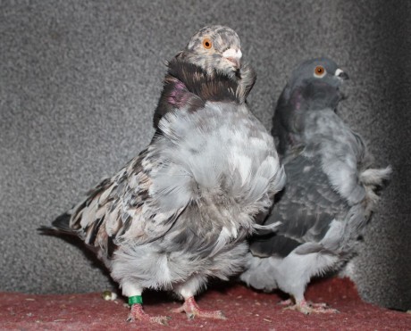 cinsky holub chovne pary 06