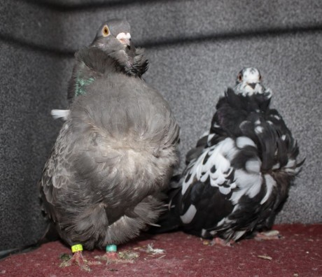 cinsky holub chovne pary 07