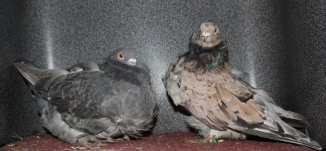 cinsky holub chovne pary 10