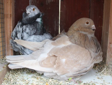 cinsky holub chovne pary 11