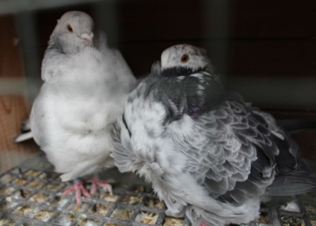 cinsky holub chovne pary 13