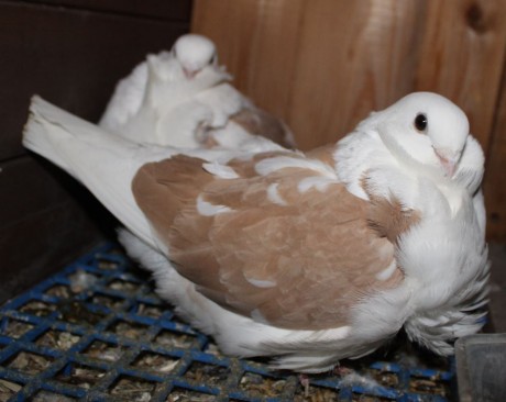 cinsky holub chovne pary 14