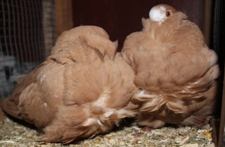 cinsky holub chovne pary 15