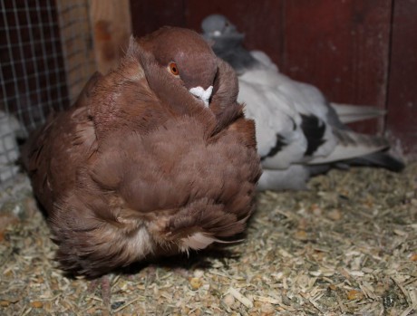 cinsky holub chovne pary 16