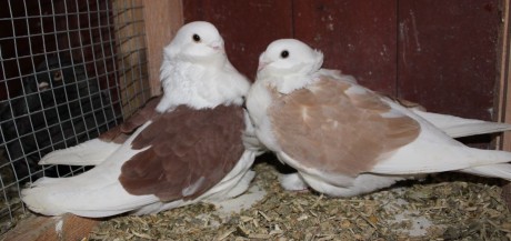 cinsky holub chovne pary 17