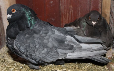 cinsky holub chovne pary 18