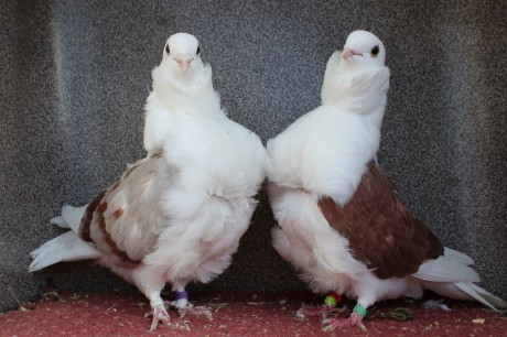 cinsky holub chovne pary 19
