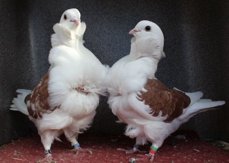 cinsky holub chovne pary 20
